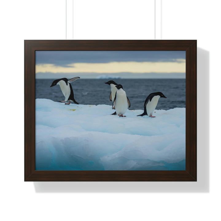 Penguin Dance - Framed Print - Visiting This World