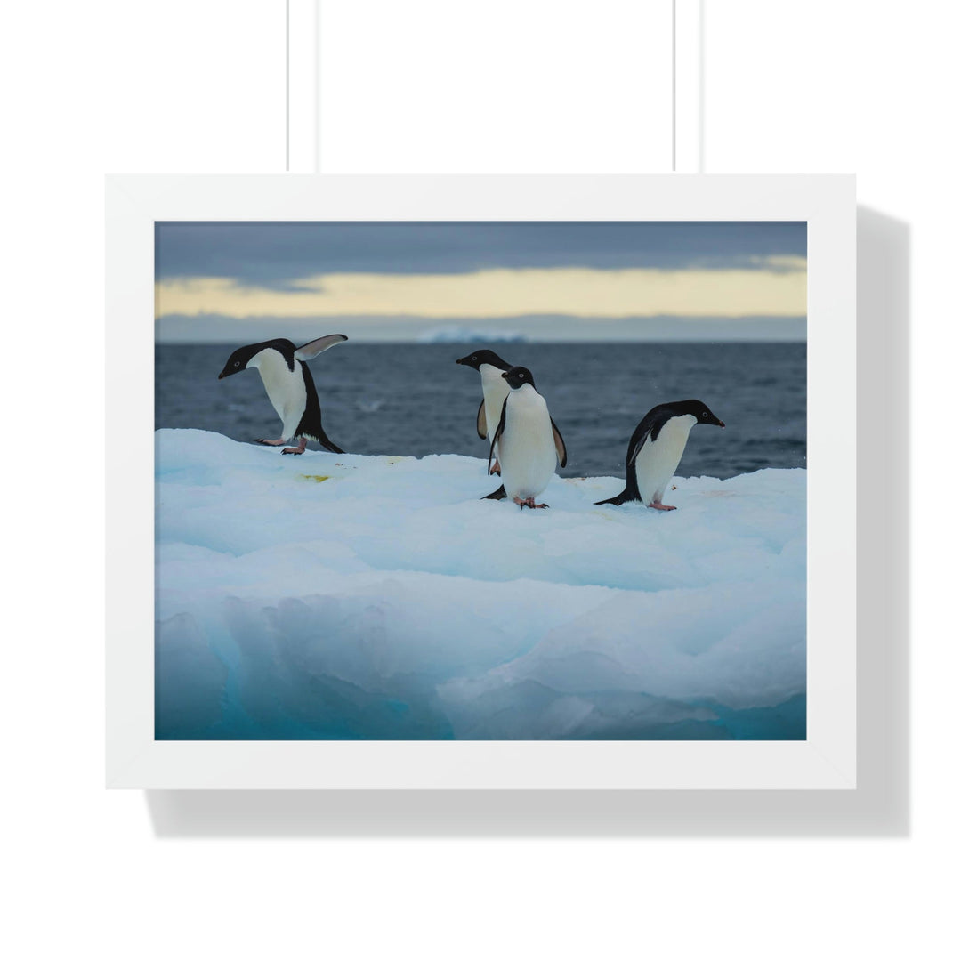 Penguin Dance - Framed Print - Visiting This World