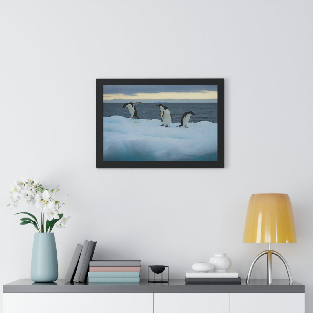 Penguin Dance - Framed Print - Visiting This World