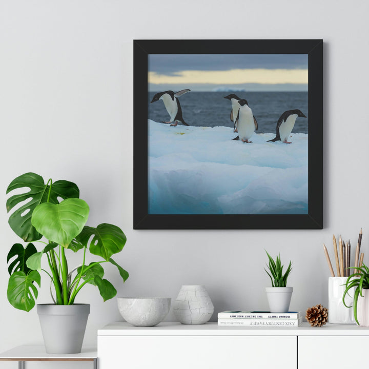 Penguin Dance - Framed Print - Visiting This World