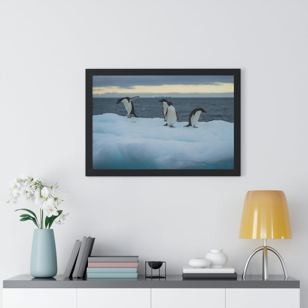 Penguin Dance - Framed Print - Visiting This World