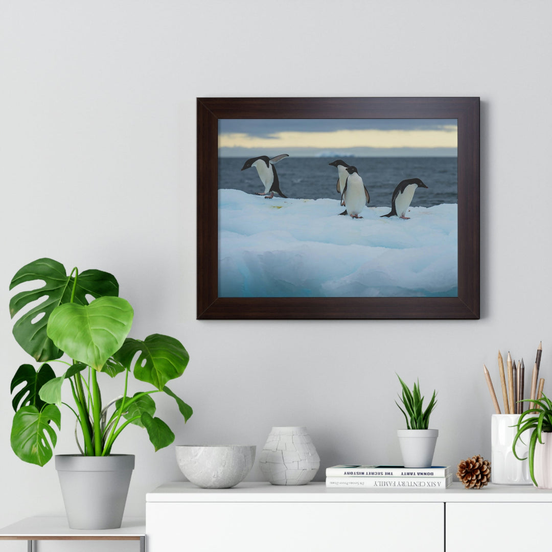 Penguin Dance - Framed Print - Visiting This World