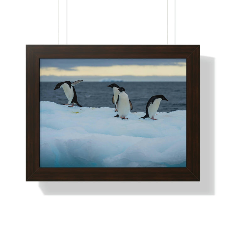 Penguin Dance - Framed Print - Visiting This World