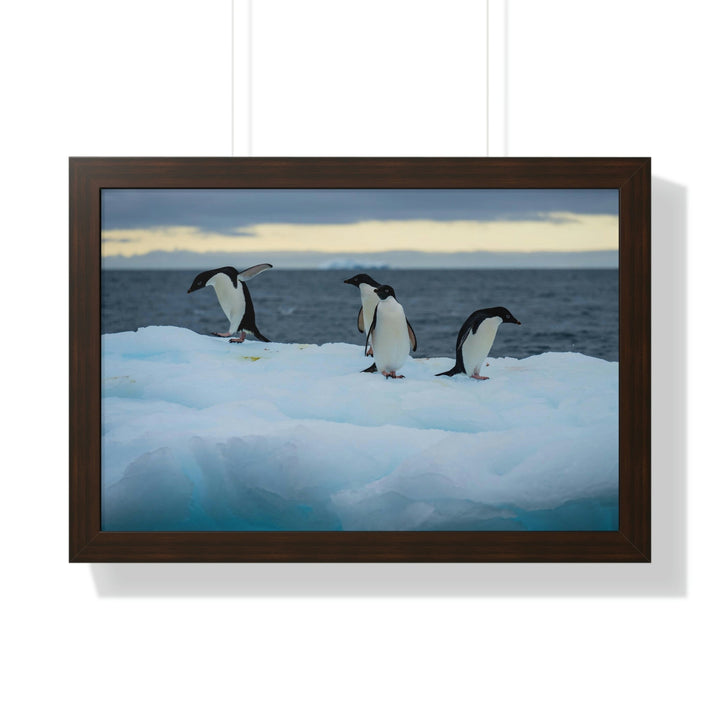 Penguin Dance - Framed Print - Visiting This World