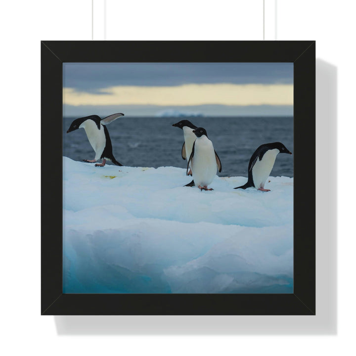 Penguin Dance - Framed Print - Visiting This World