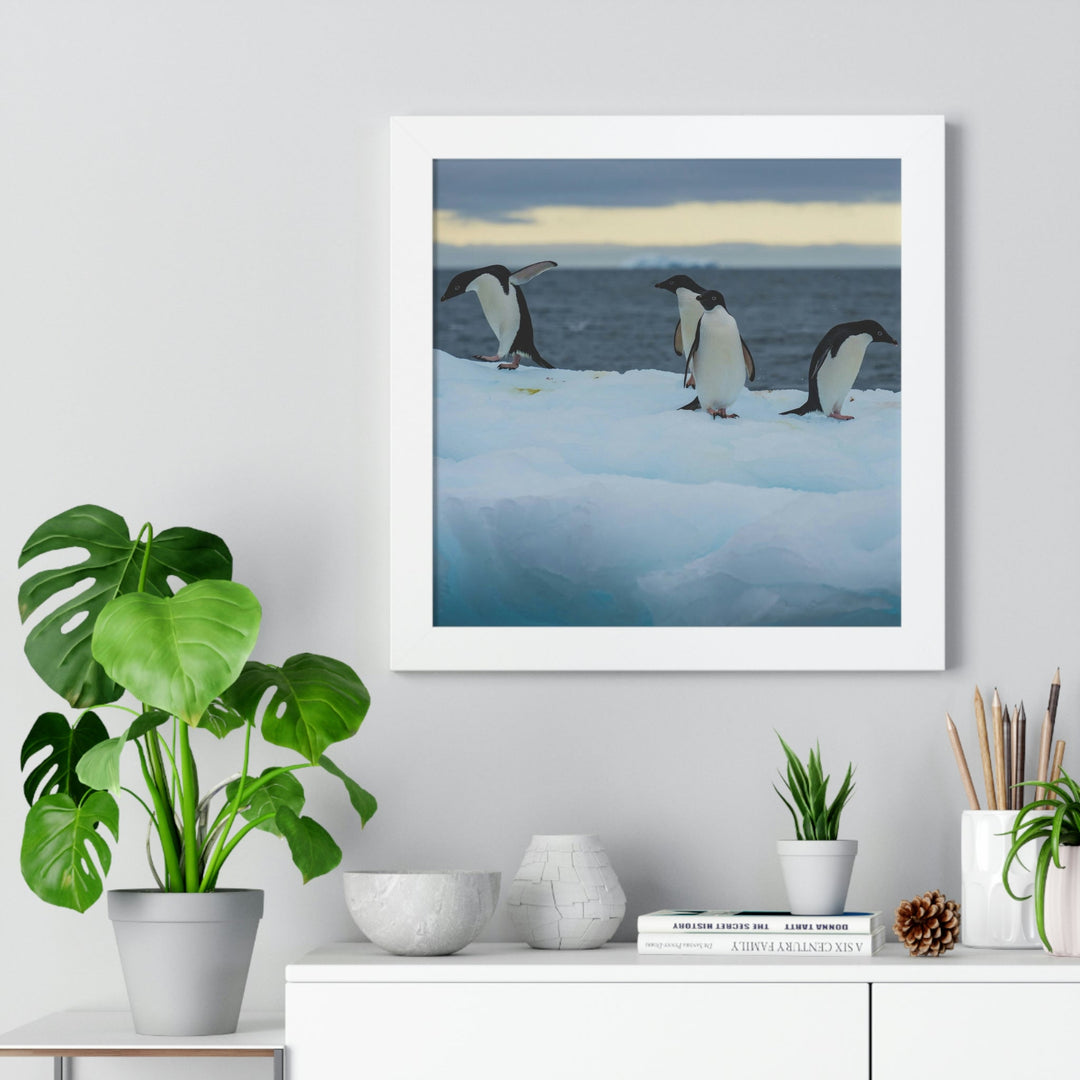 Penguin Dance - Framed Print - Visiting This World