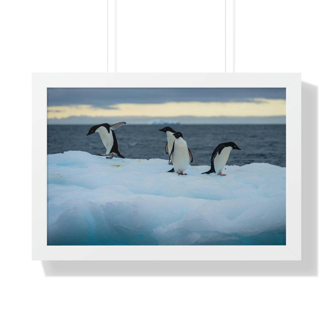 Penguin Dance - Framed Print - Visiting This World