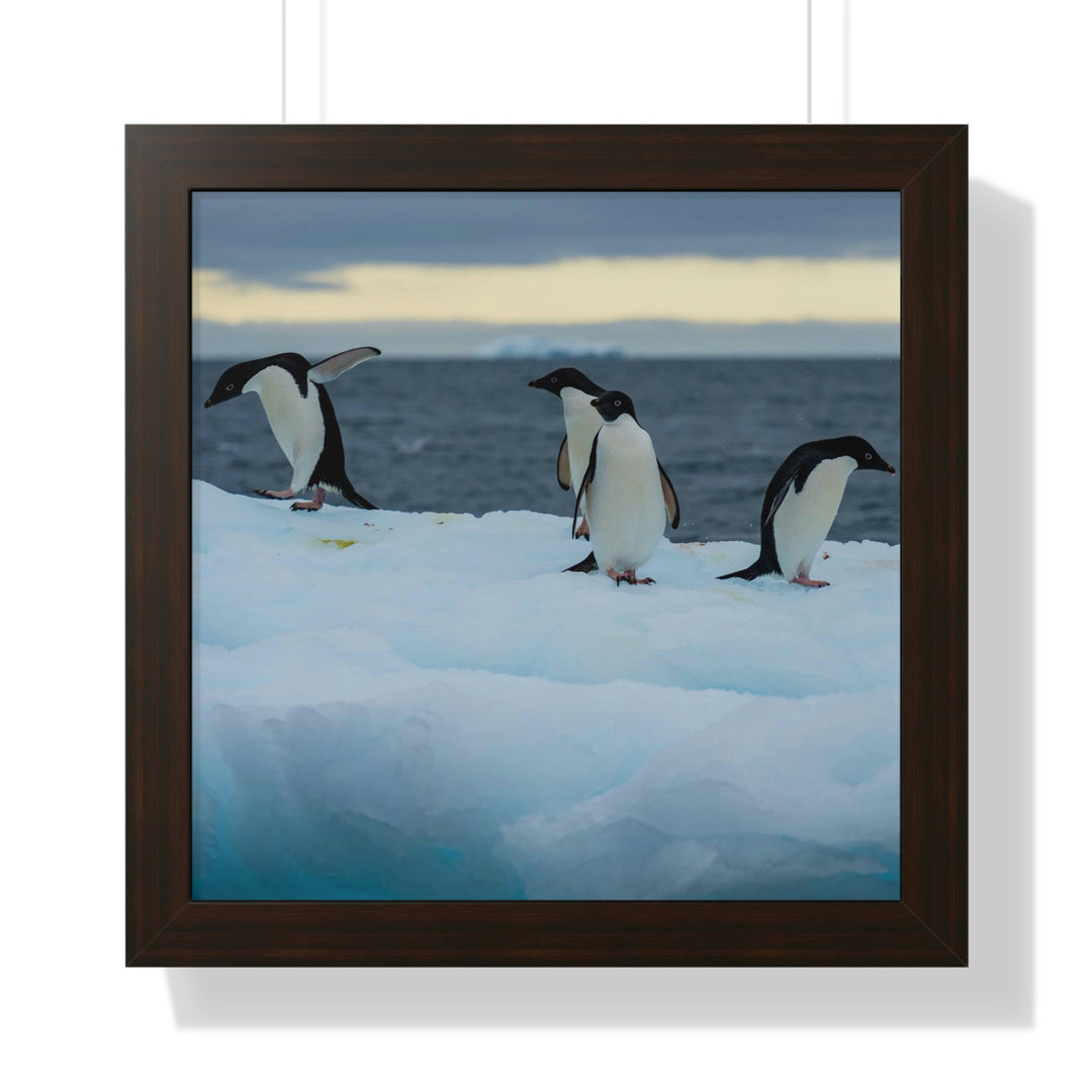 Penguin Dance - Framed Print - Visiting This World