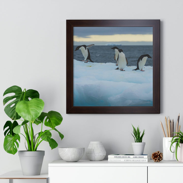 Penguin Dance - Framed Print - Visiting This World