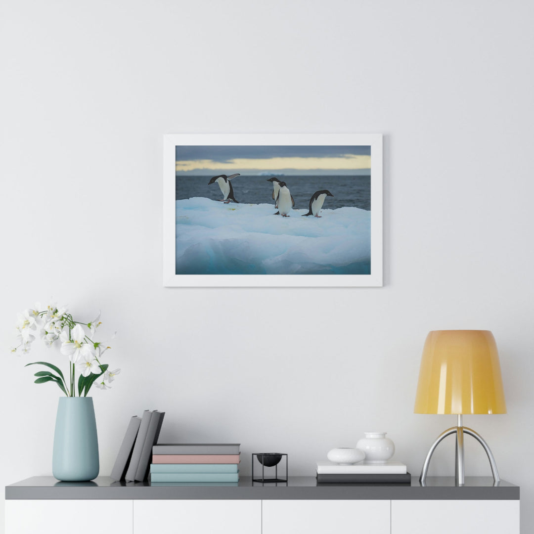 Penguin Dance - Framed Print - Visiting This World