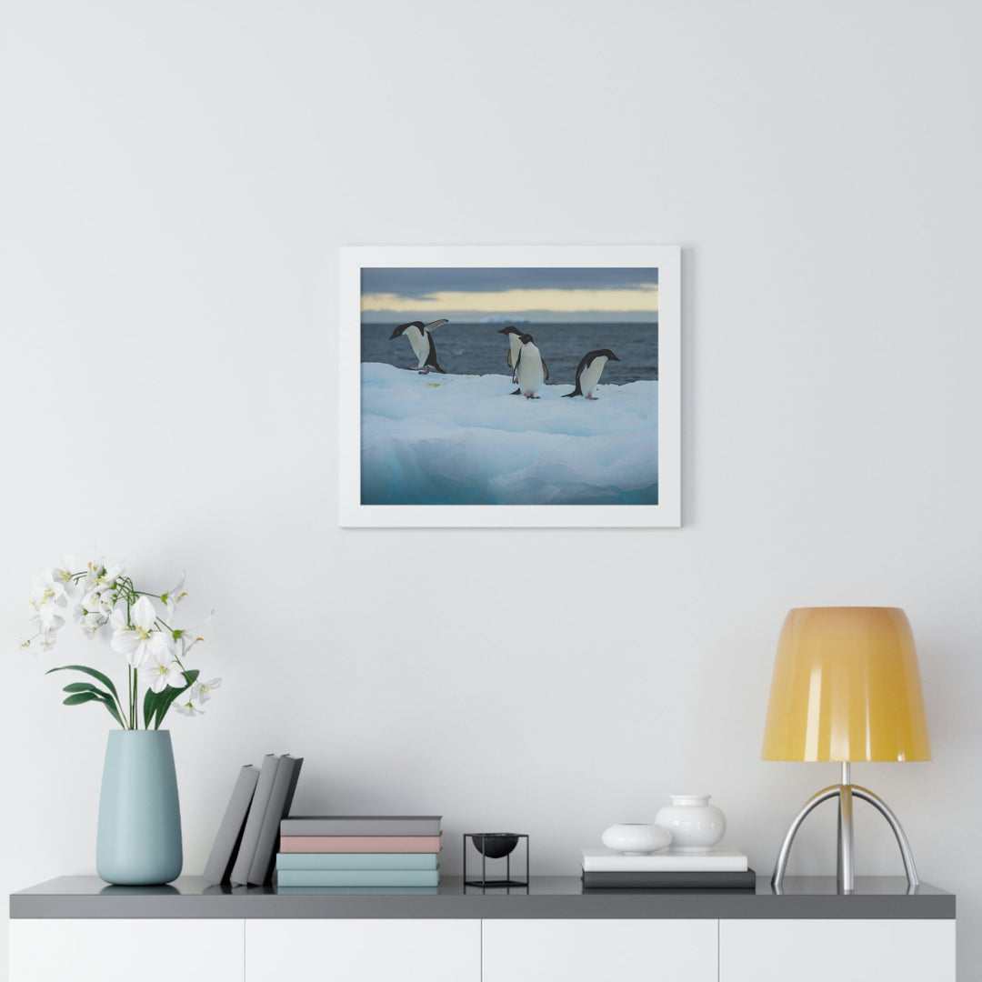 Penguin Dance - Framed Print - Visiting This World