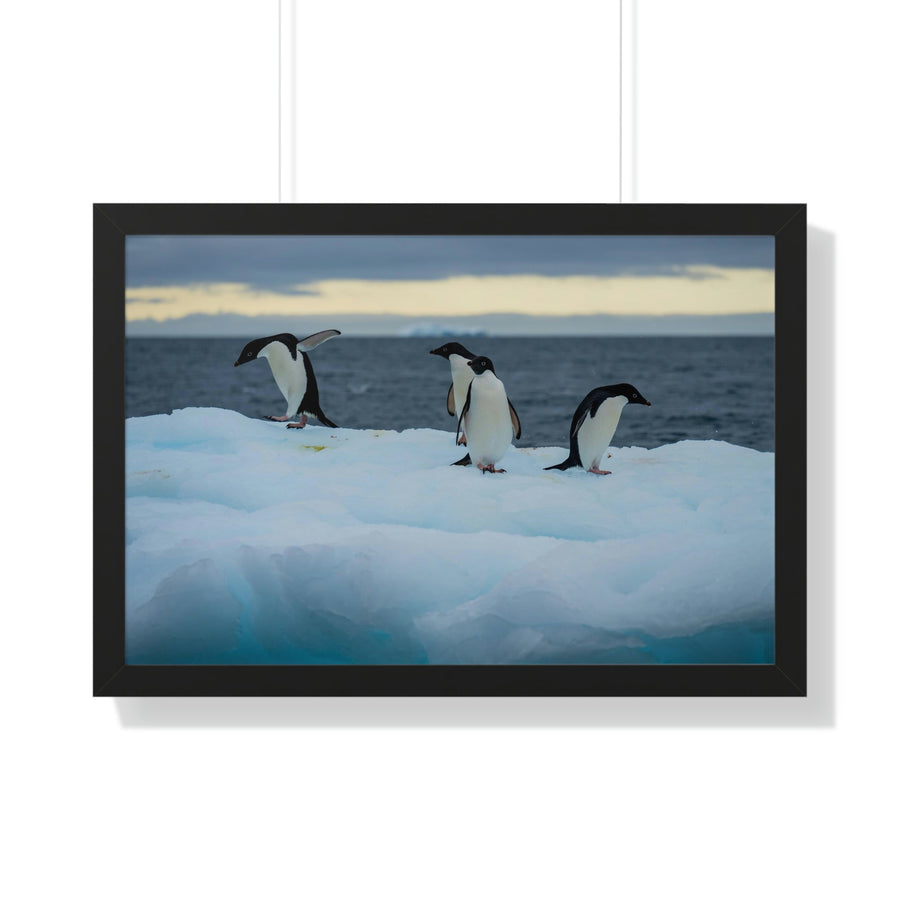 Penguin Dance - Framed Print - Visiting This World