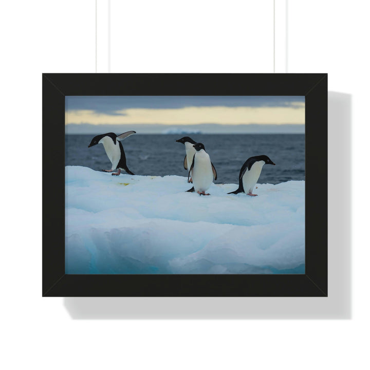 Penguin Dance - Framed Print - Visiting This World