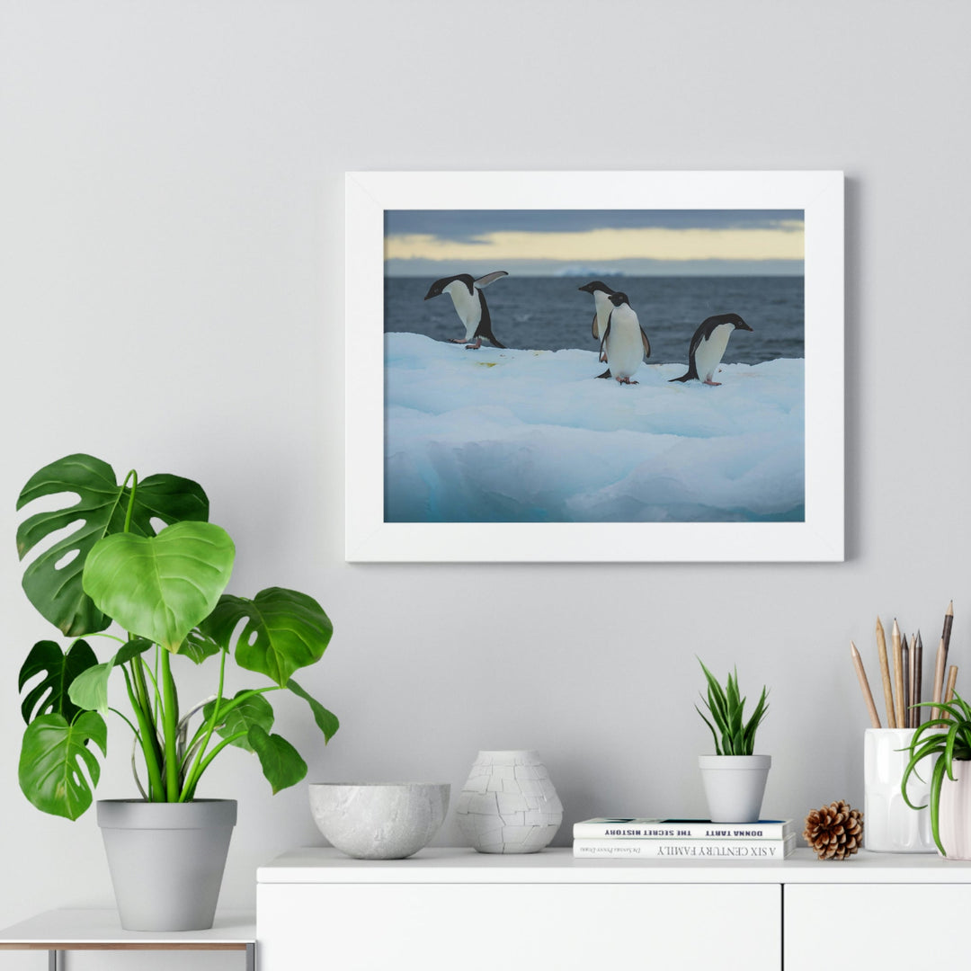 Penguin Dance - Framed Print - Visiting This World