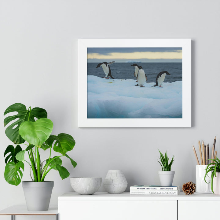 Penguin Dance - Framed Print - Visiting This World