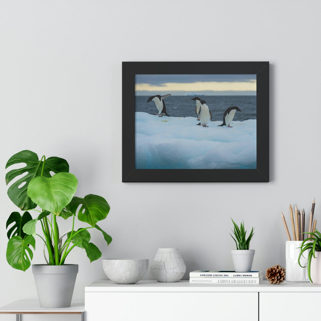 Penguin Dance - Framed Print - Visiting This World