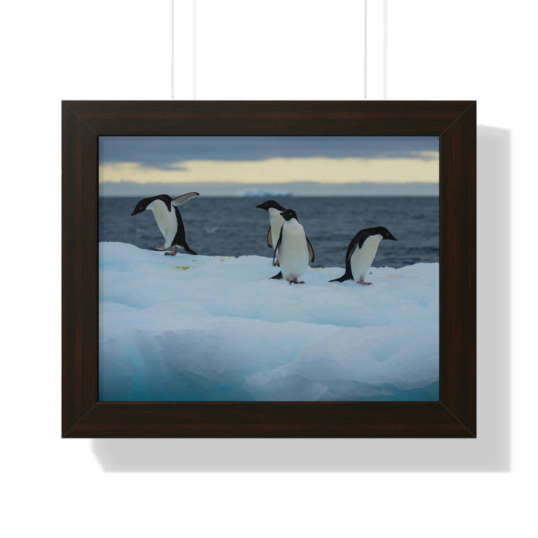 Penguin Dance - Framed Print - Visiting This World