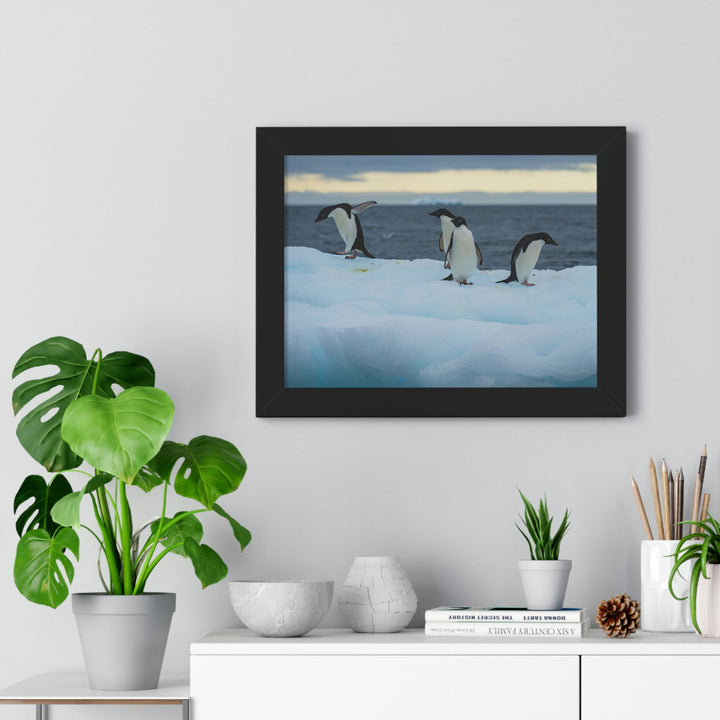 Penguin Dance - Framed Print - Visiting This World