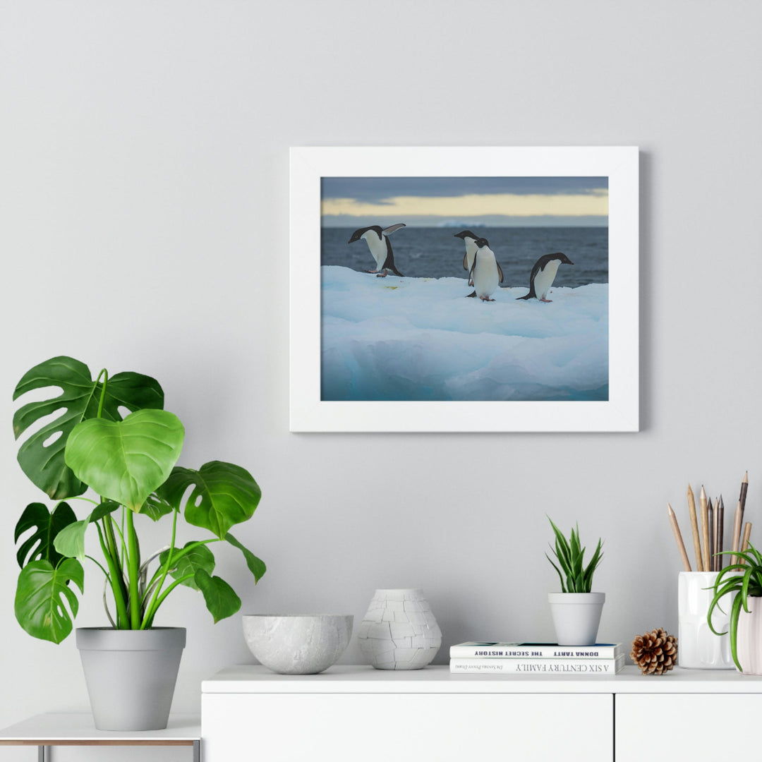 Penguin Dance - Framed Print - Visiting This World