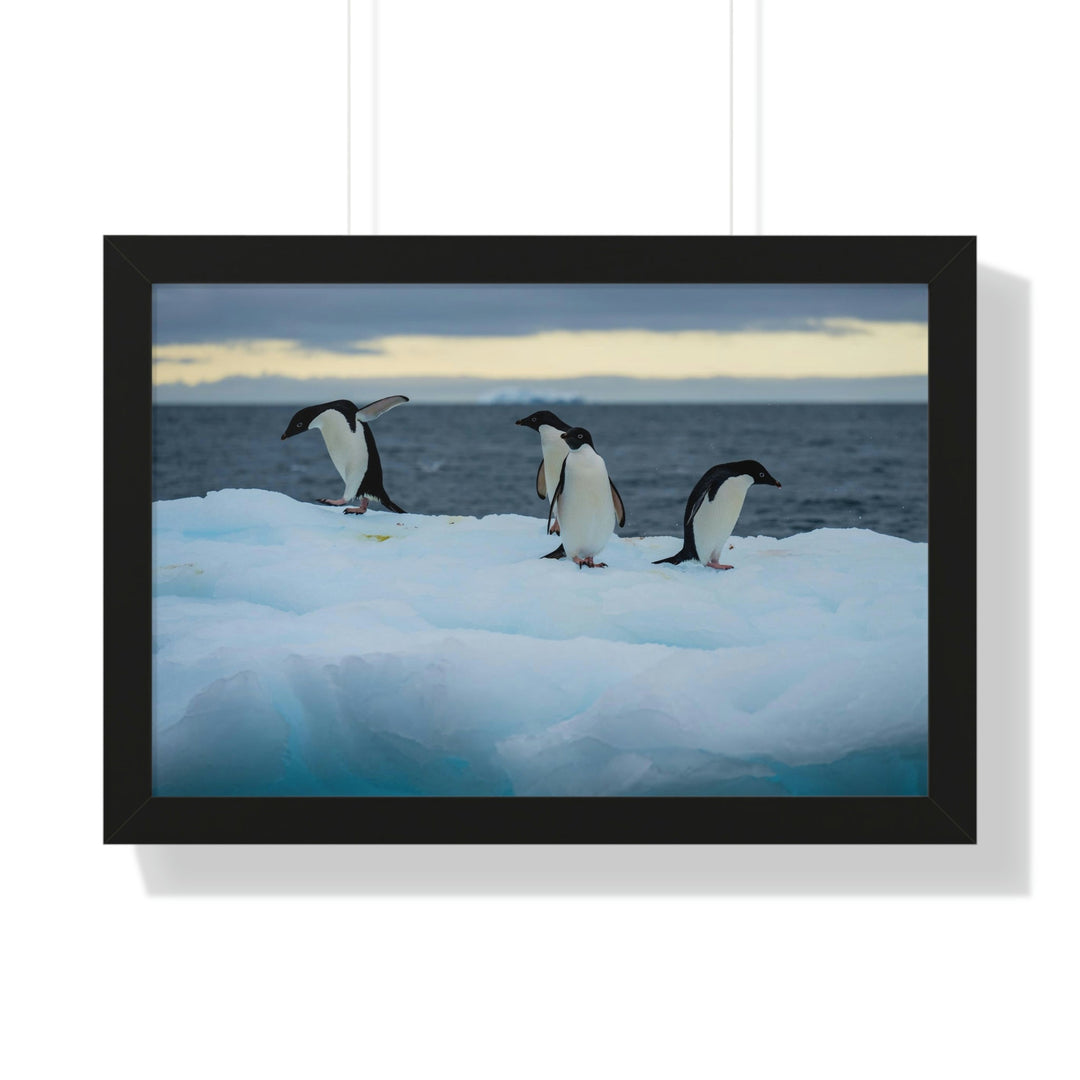 Penguin Dance - Framed Print - Visiting This World