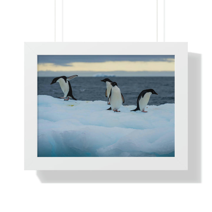 Penguin Dance - Framed Print - Visiting This World