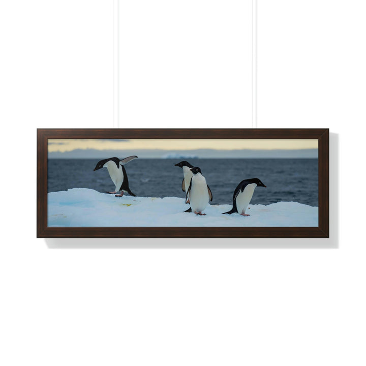 Penguin Dance - Framed Print - Visiting This World