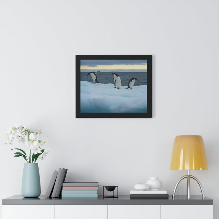 Penguin Dance - Framed Print - Visiting This World