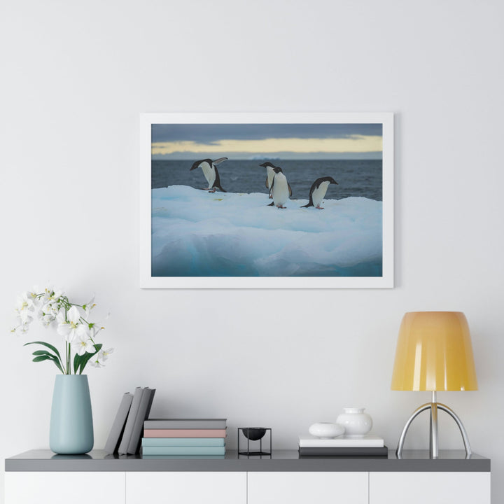 Penguin Dance - Framed Print - Visiting This World