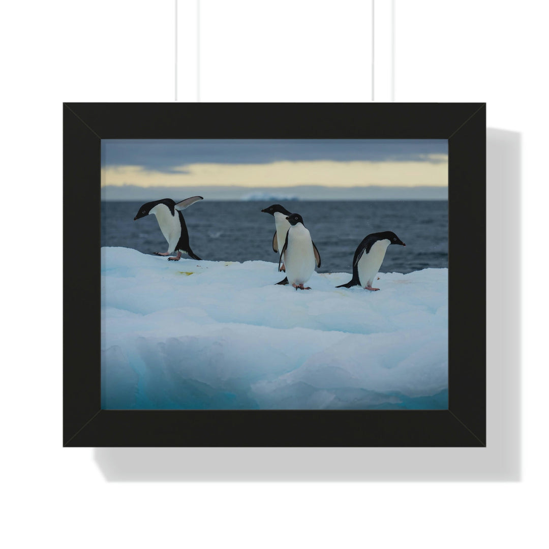 Penguin Dance - Framed Print - Visiting This World