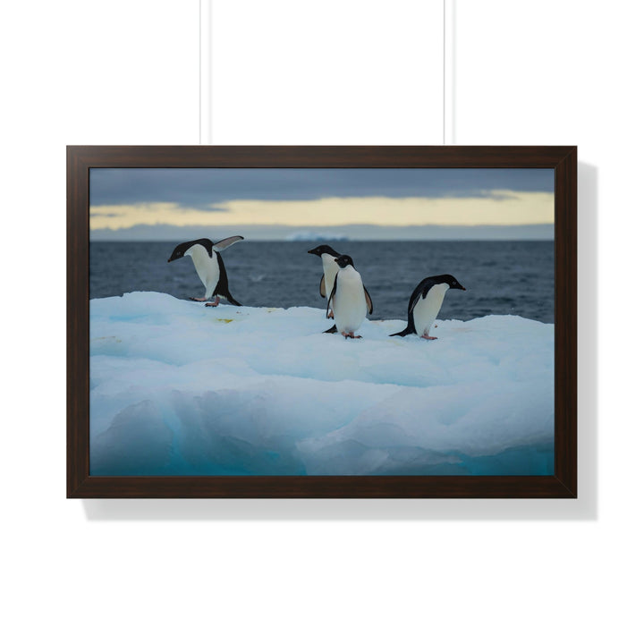 Penguin Dance - Framed Print - Visiting This World