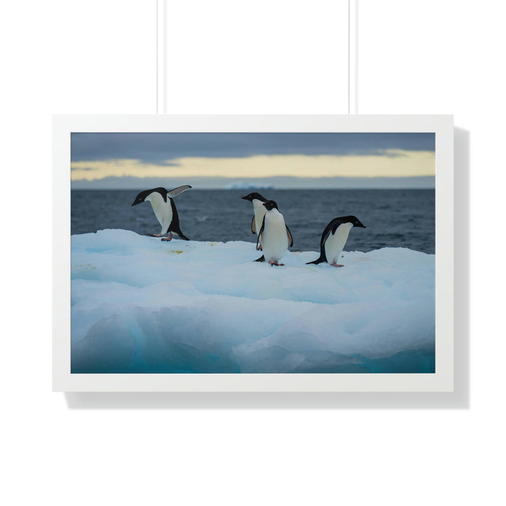 Penguin Dance - Framed Print - Visiting This World