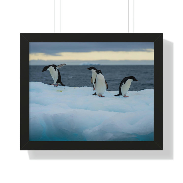 Penguin Dance - Framed Print - Visiting This World