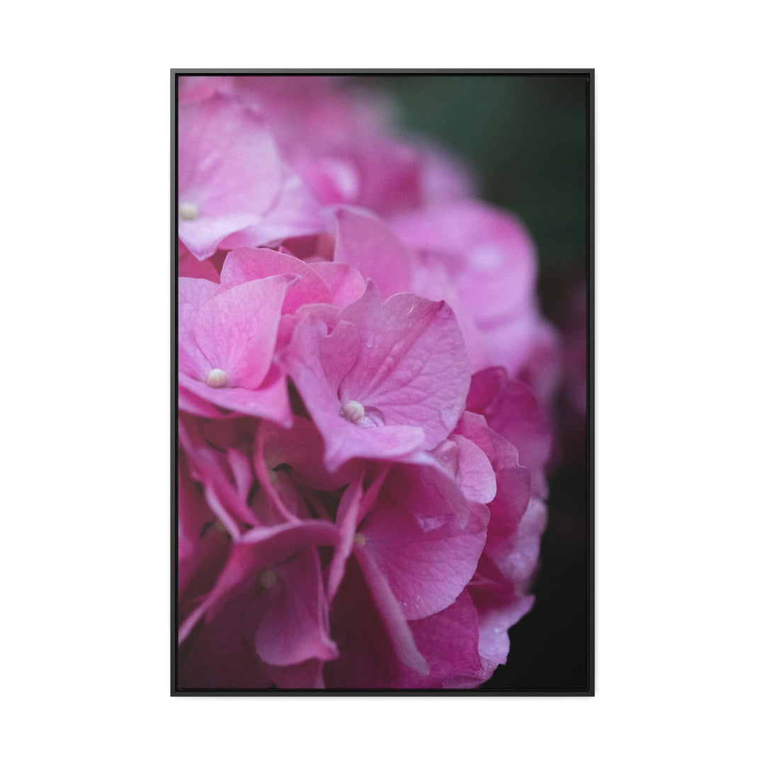 Pink Hydrangea Detail - Canvas with Frame - Visiting This World