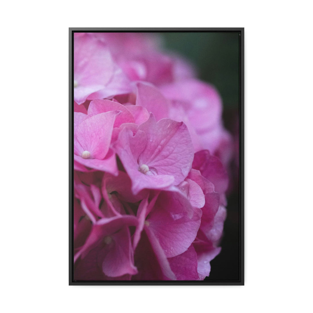 Pink Hydrangea Detail - Canvas with Frame - Visiting This World