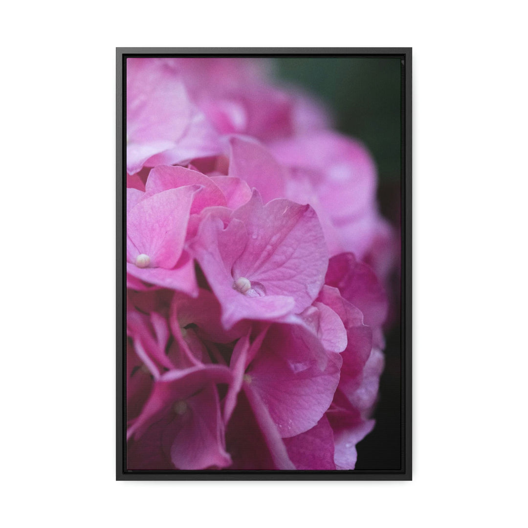 Pink Hydrangea Detail - Canvas with Frame - Visiting This World