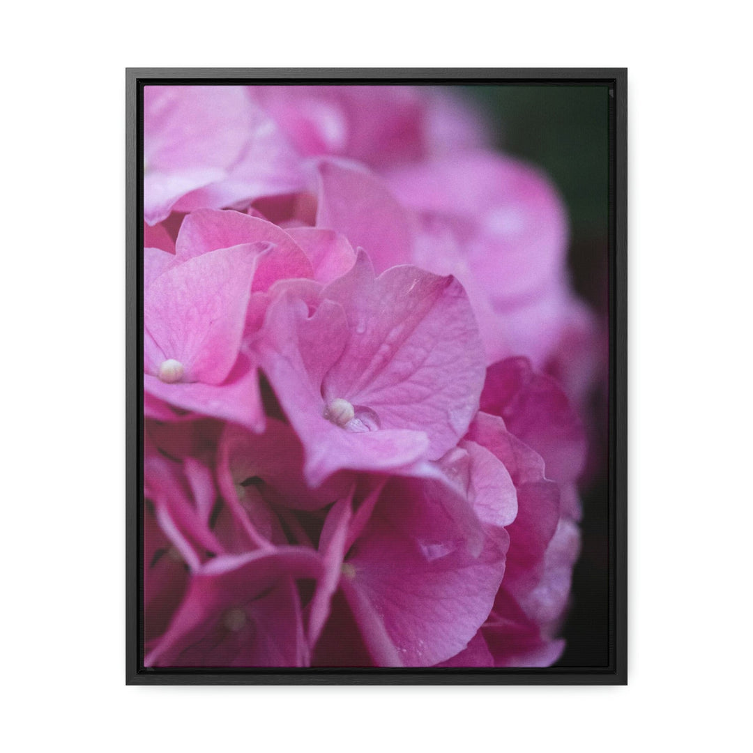 Pink Hydrangea Detail - Canvas with Frame - Visiting This World