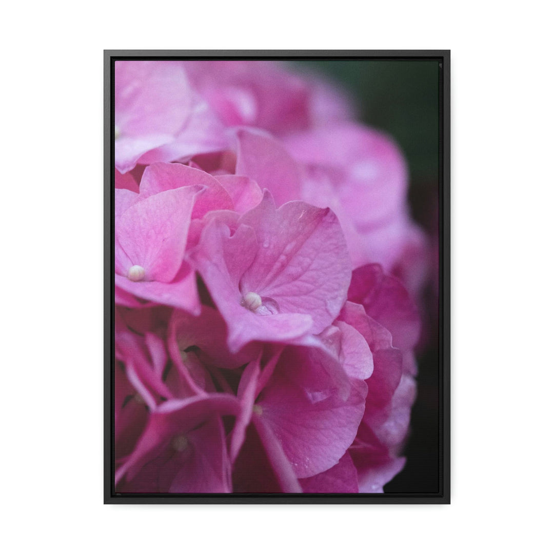 Pink Hydrangea Detail - Canvas with Frame - Visiting This World