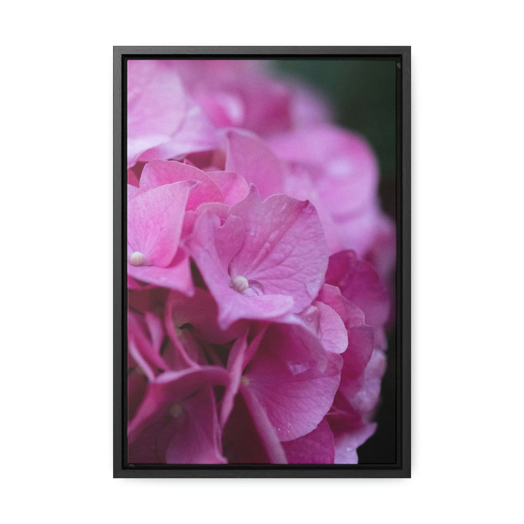 Pink Hydrangea Detail - Canvas with Frame - Visiting This World