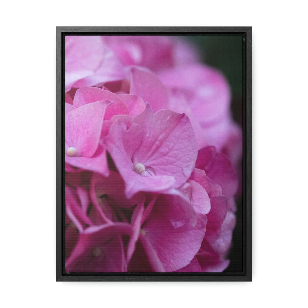 Pink Hydrangea Detail - Canvas with Frame - Visiting This World