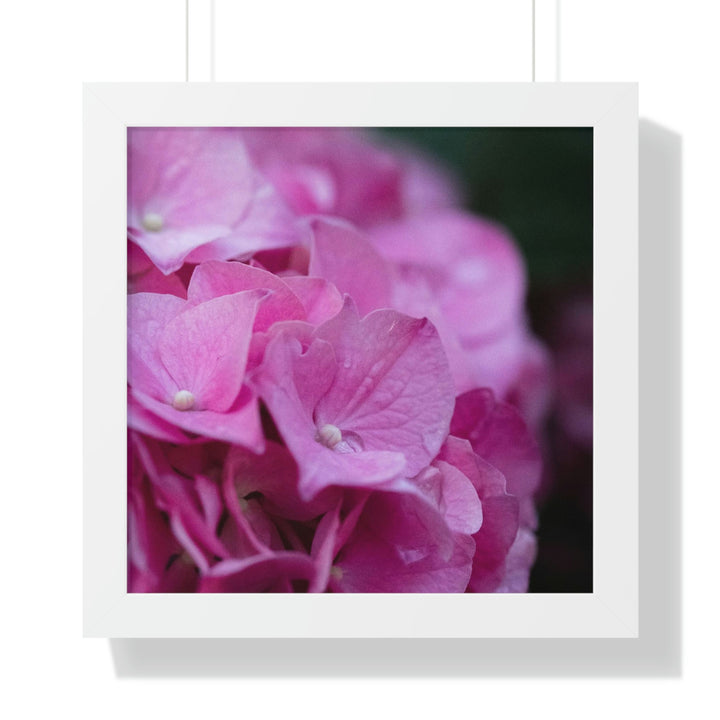 Pink Hydrangea Detail - Framed Print - Visiting This World