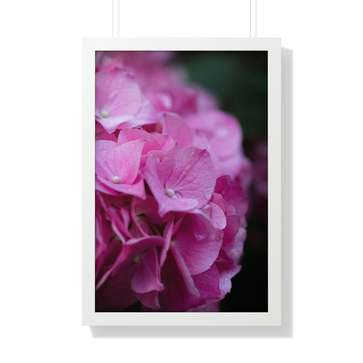 Pink Hydrangea Detail - Framed Print - Visiting This World