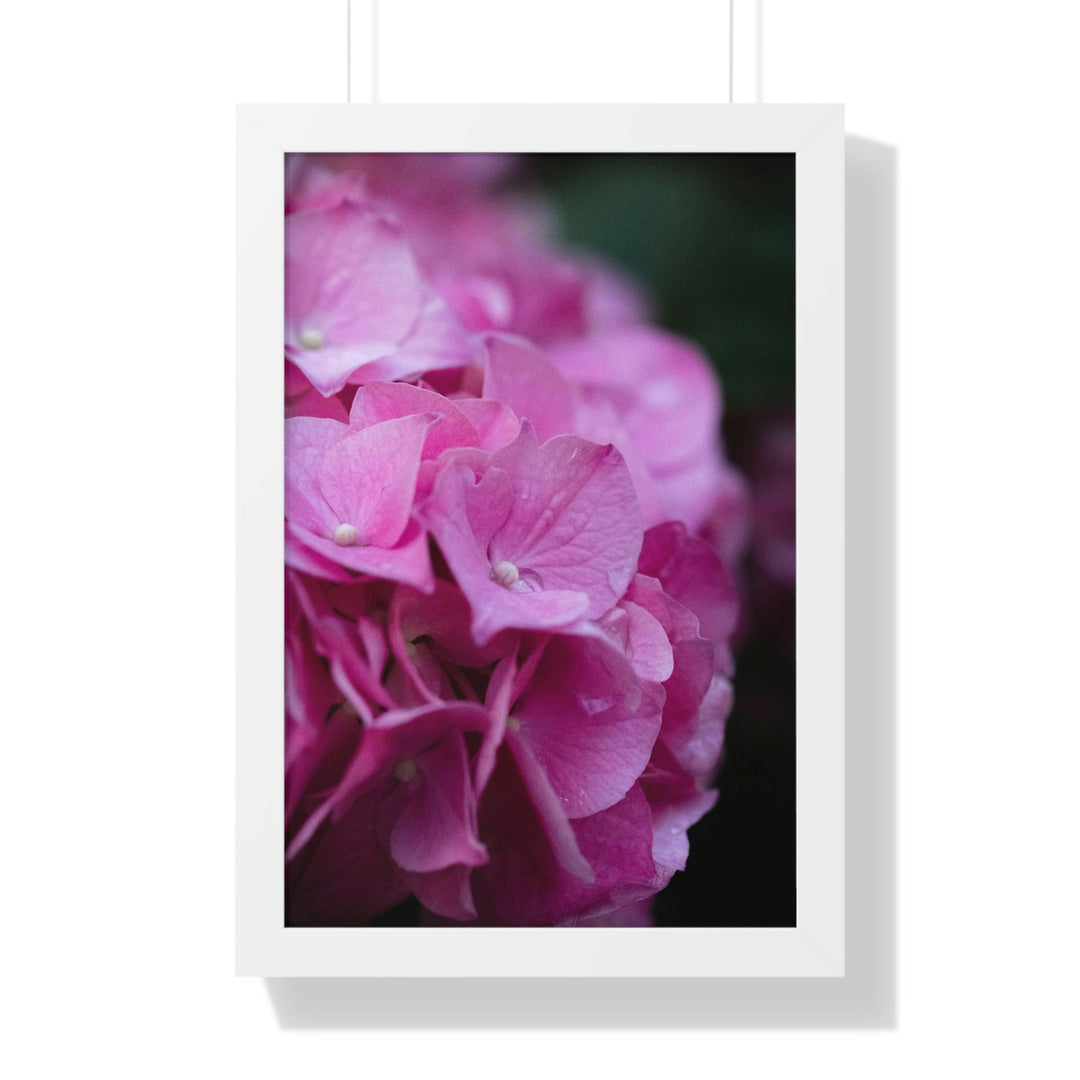 Pink Hydrangea Detail - Framed Print - Visiting This World