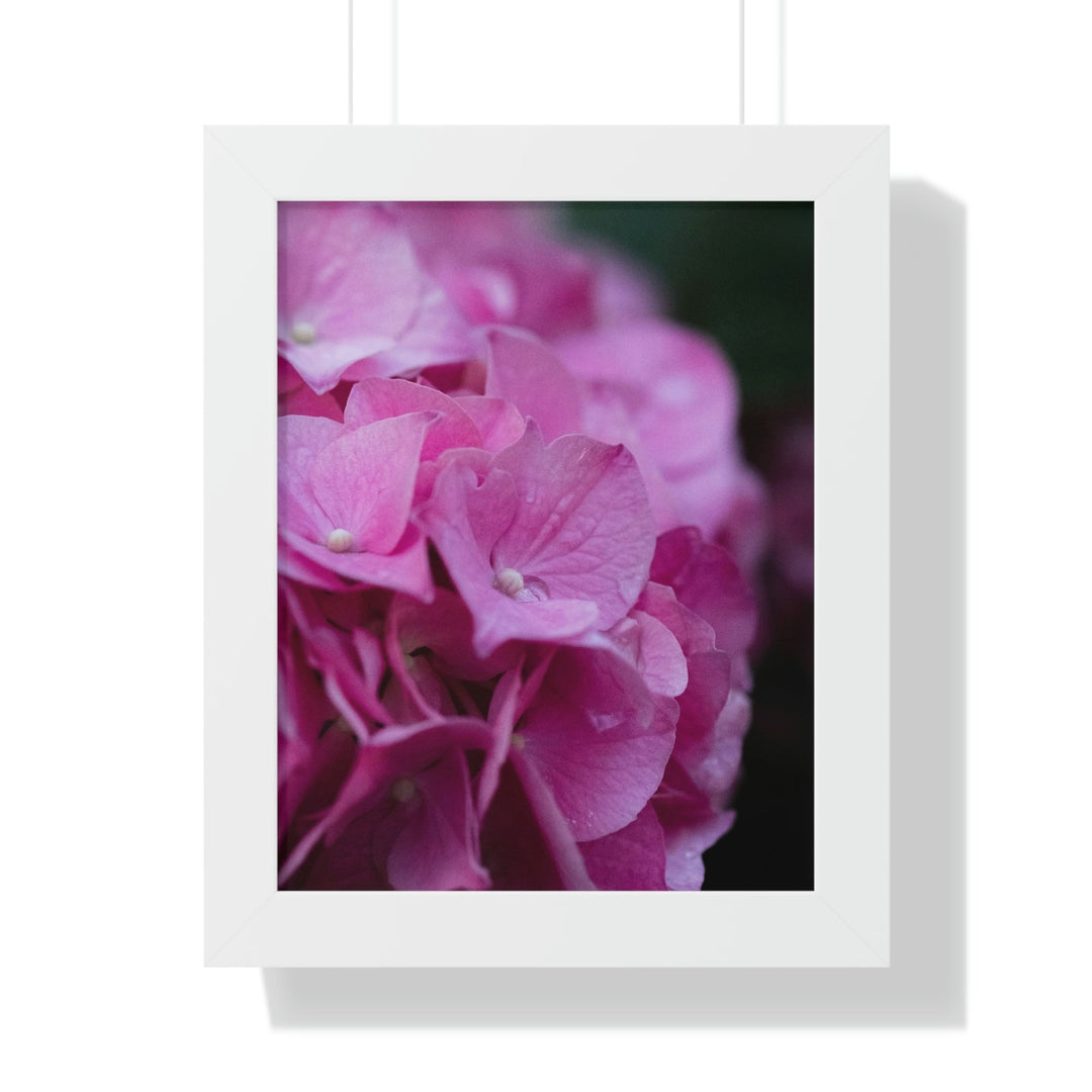 Pink Hydrangea Detail - Framed Print - Visiting This World