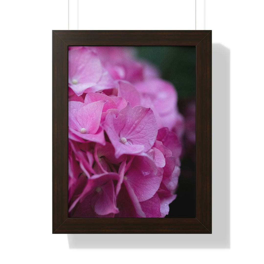 Pink Hydrangea Detail - Framed Print - Visiting This World