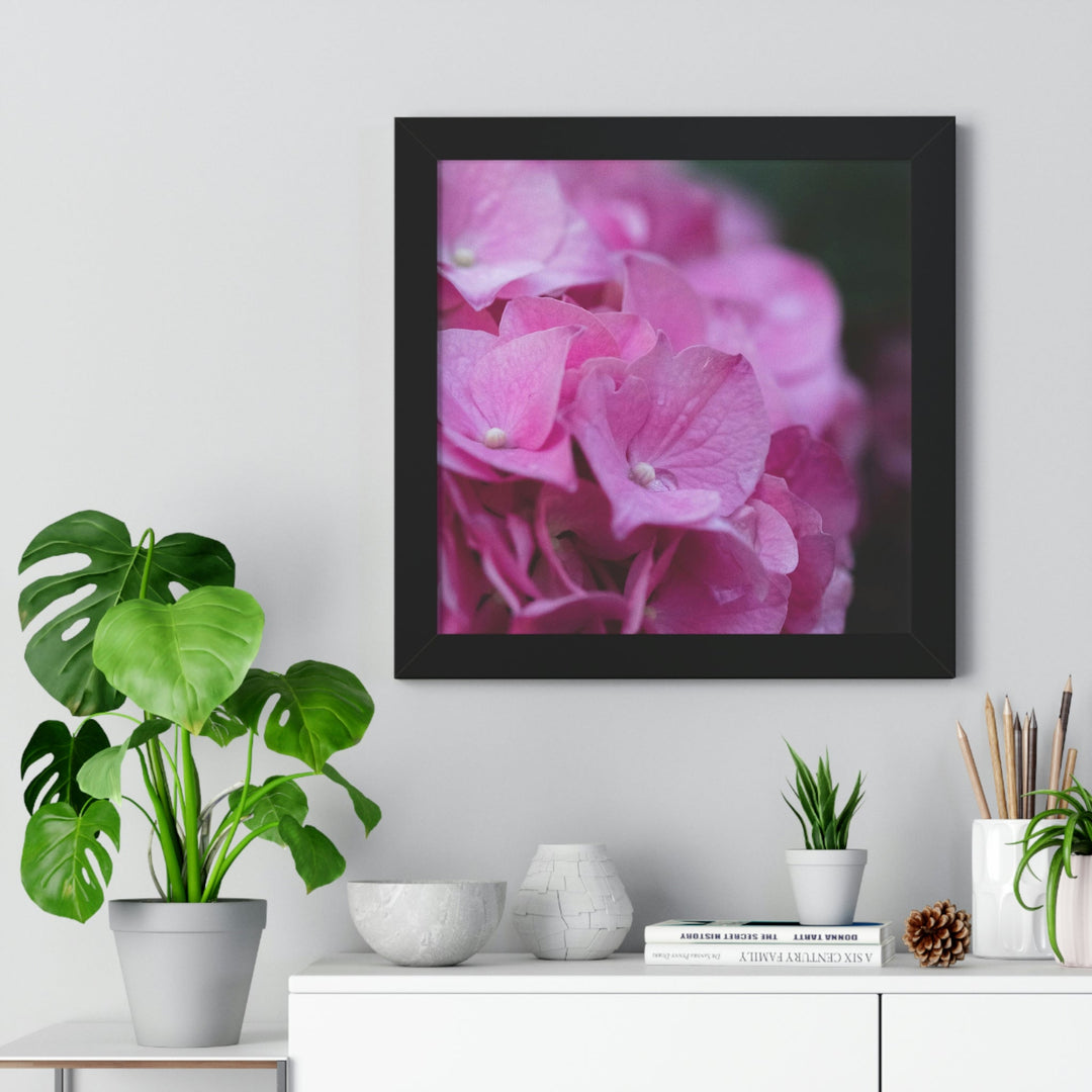 Pink Hydrangea Detail - Framed Print - Visiting This World