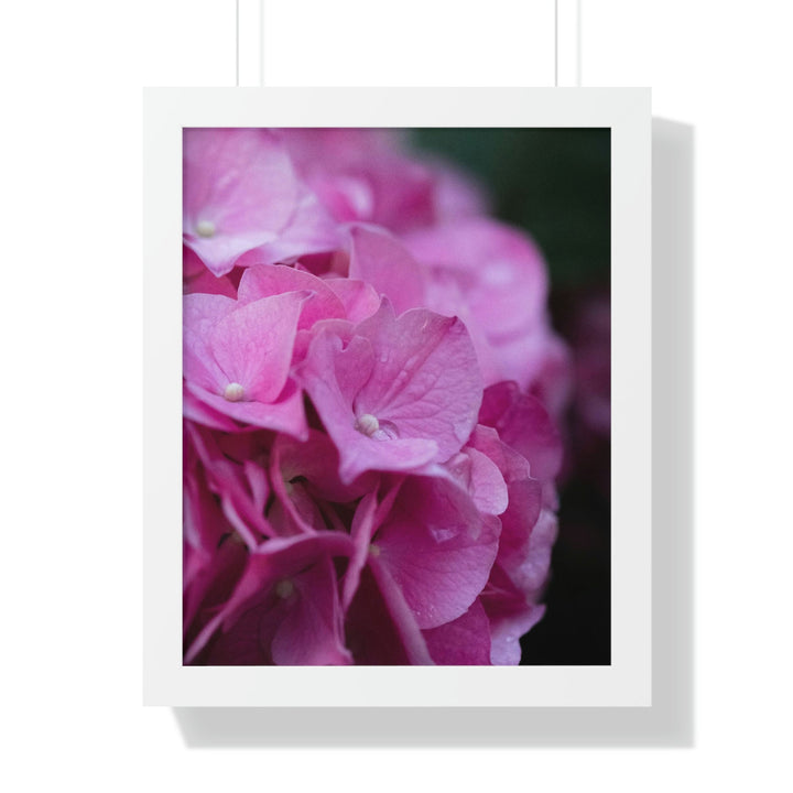 Pink Hydrangea Detail - Framed Print - Visiting This World