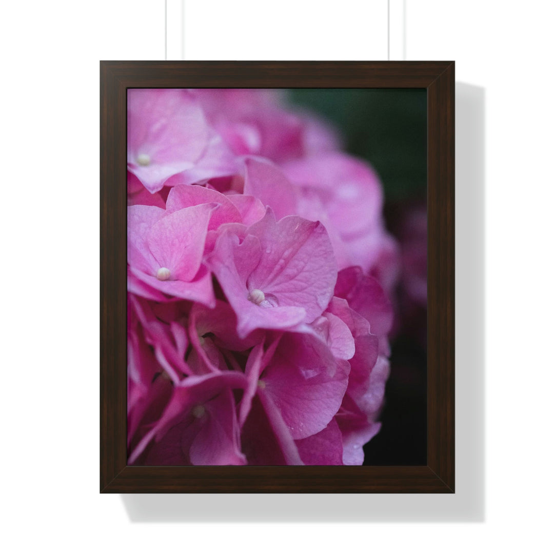 Pink Hydrangea Detail - Framed Print - Visiting This World