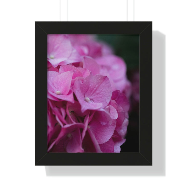 Pink Hydrangea Detail - Framed Print - Visiting This World