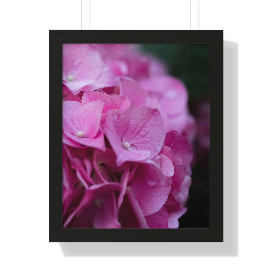 Pink Hydrangea Detail - Framed Print - Visiting This World