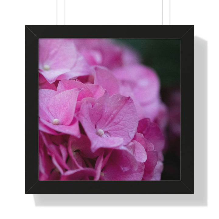 Pink Hydrangea Detail - Framed Print - Visiting This World